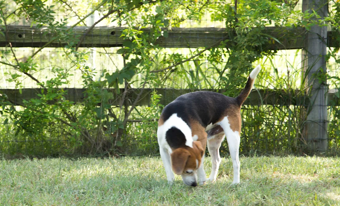 Stave Fence Building Company_Fredericksburg_TX-8.jpg
