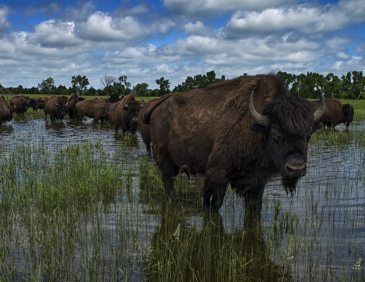 Buffalo
