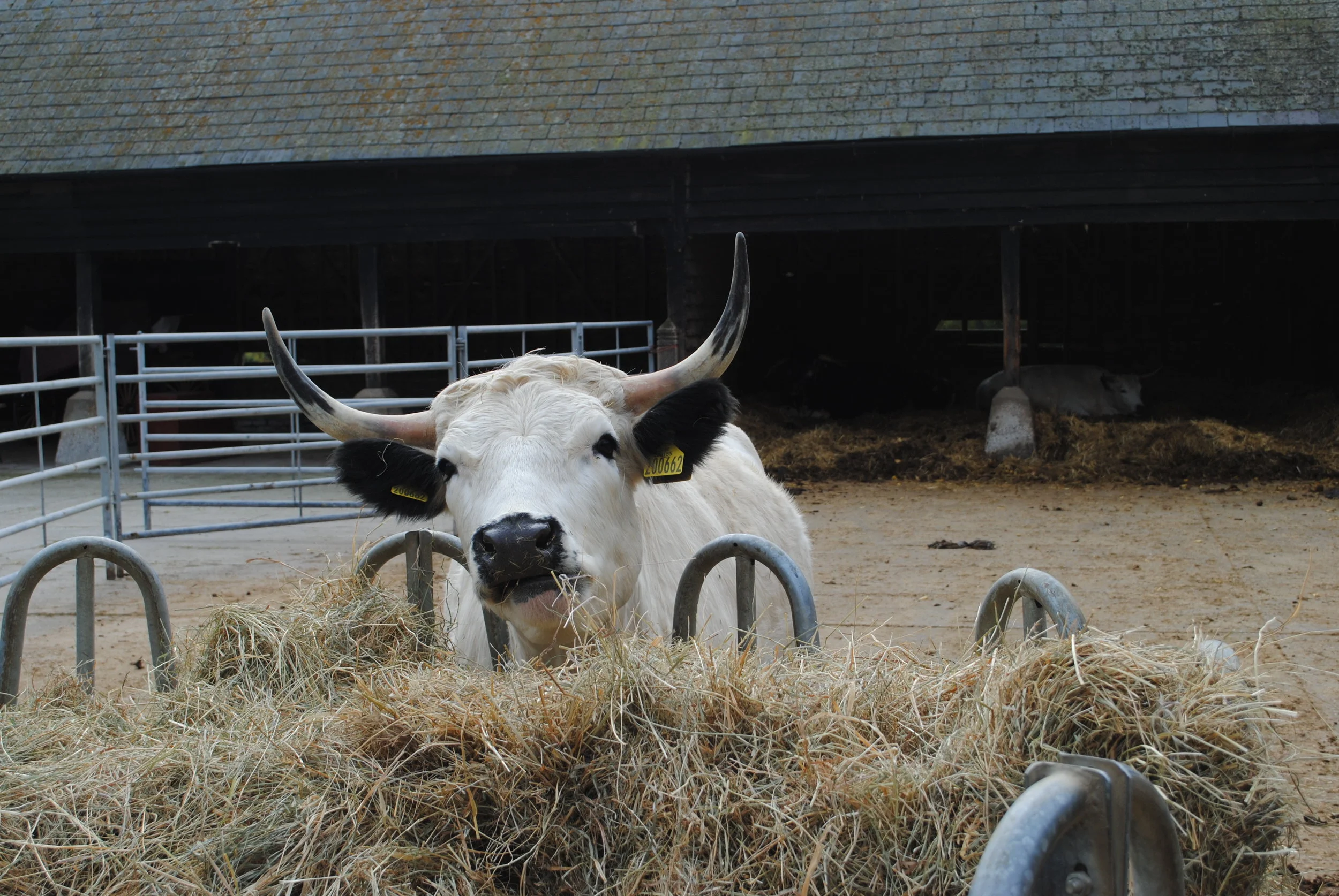 Wimpole Hall's Finest