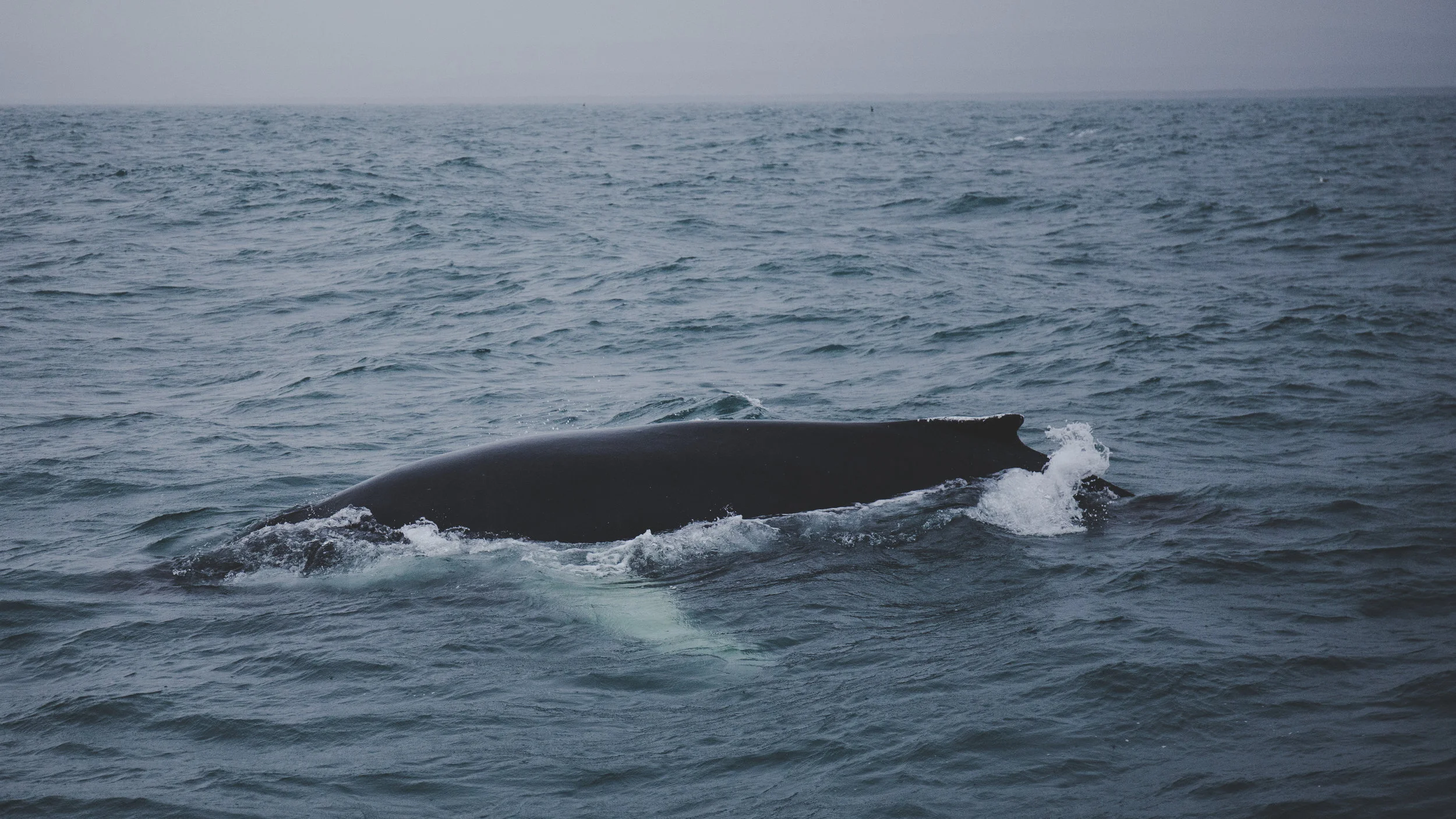 We saw this beast in a whale watching tour in Husavik.