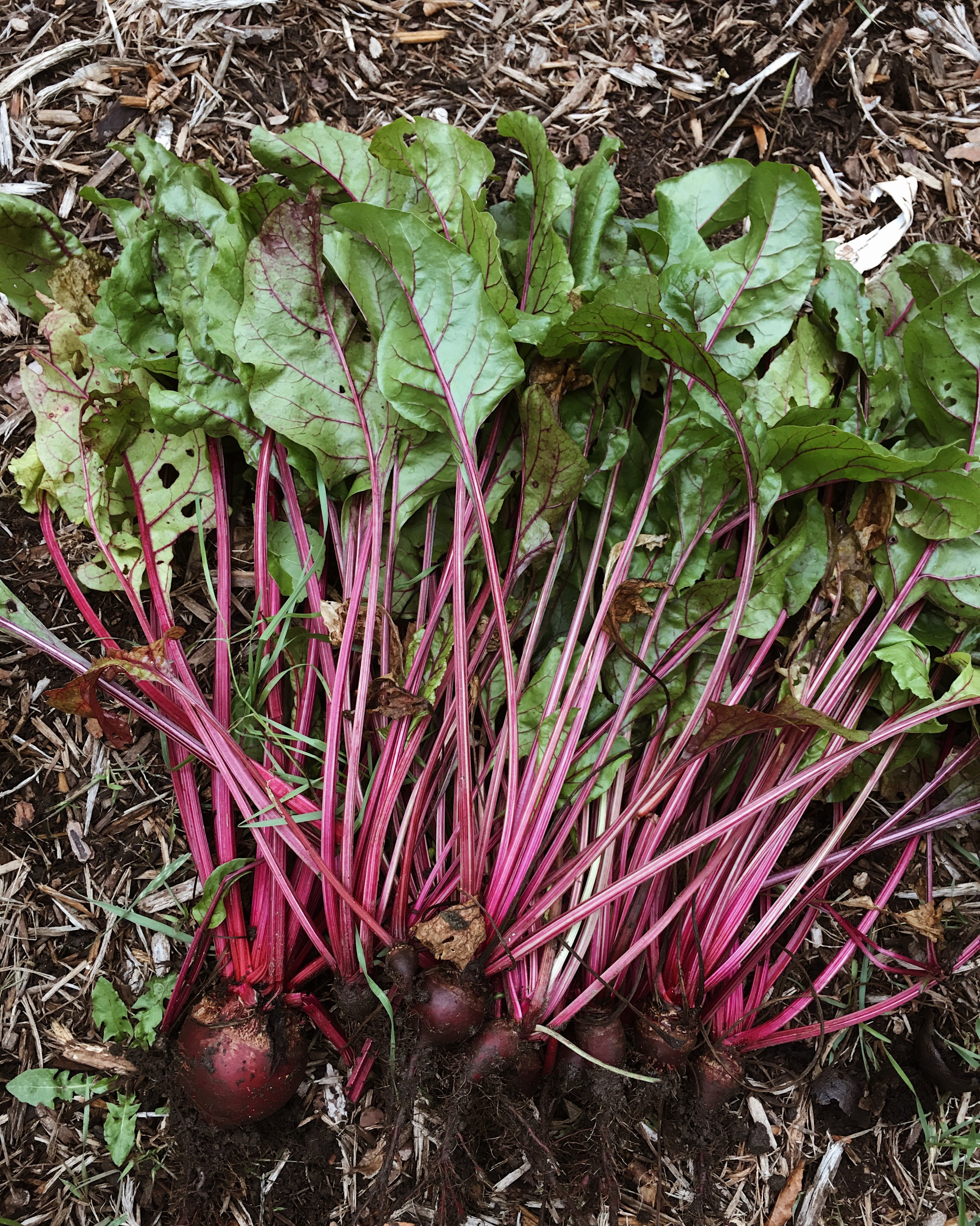 MY MOSTLY UNSUCCESSFUL BEET CROP. THE MAJORITY OF THEM DIDN'T GROW WELL DUE TO CROWDING. I'LL DO BETTER AT THINNING MY SEEDLINGS, AND TRY AGAIN!