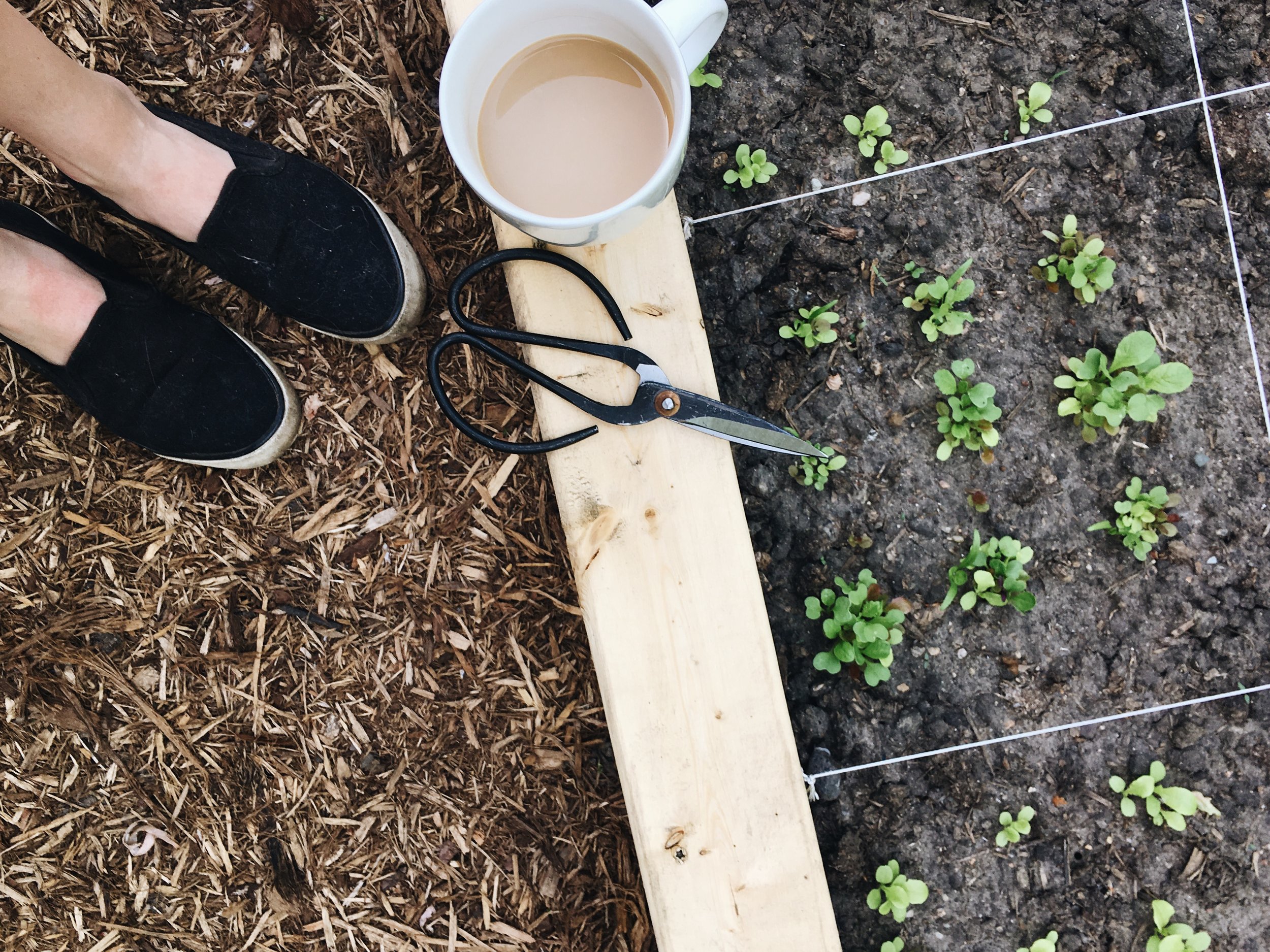 A MORNING GARDEN WALK IN THE EARLY SPRING.