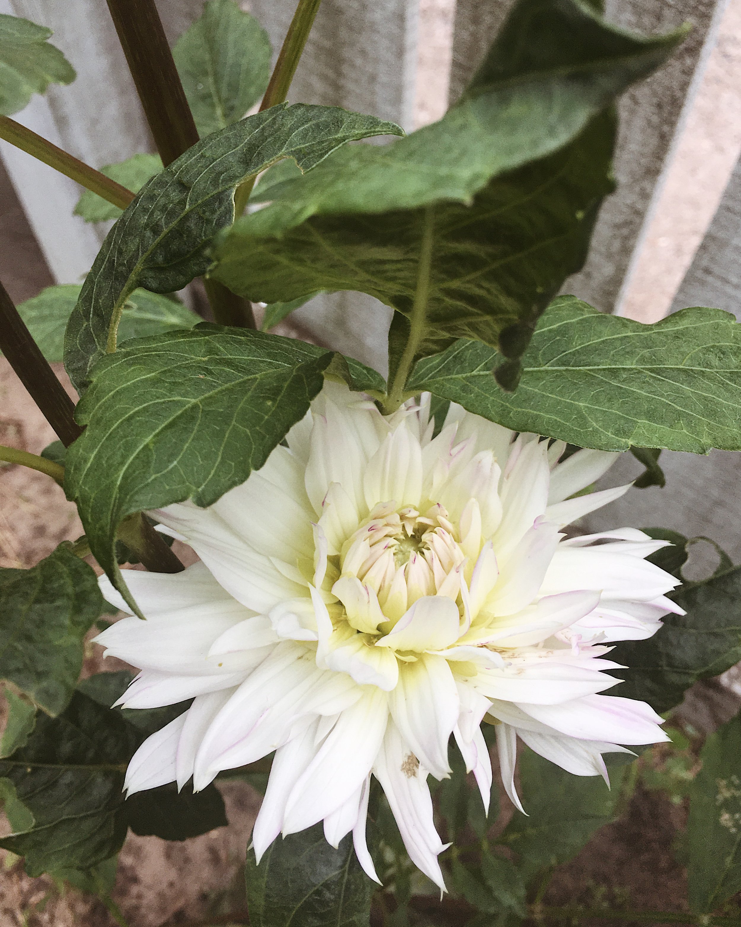 I HAD NEVER GROWN DAHLIAS BEFORE, BUT I BOUGHT A $3.00 TUBER FROM ALDI (OF ALL PLACES!), TUCKED IT IN THE GROUND, AND IT GREW SO WONDERFULLY! I PLAN TO GROW MANY MORE OF THESE BEAUTIES THIS YEAR!
