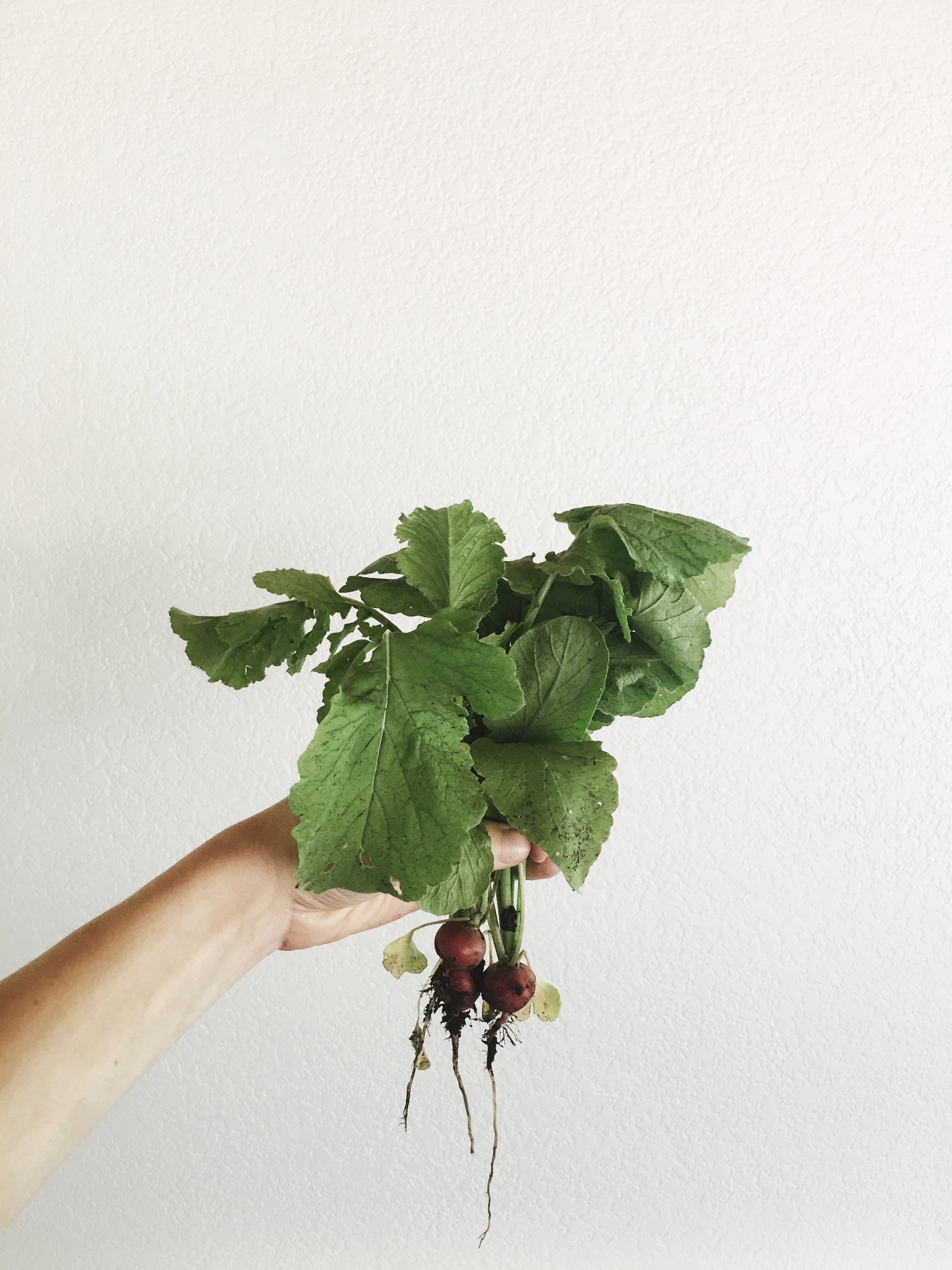 CUTE LITTLE RADISHES (WHOSE LEAVES AND FLOWERS ARE EDIBLE!)