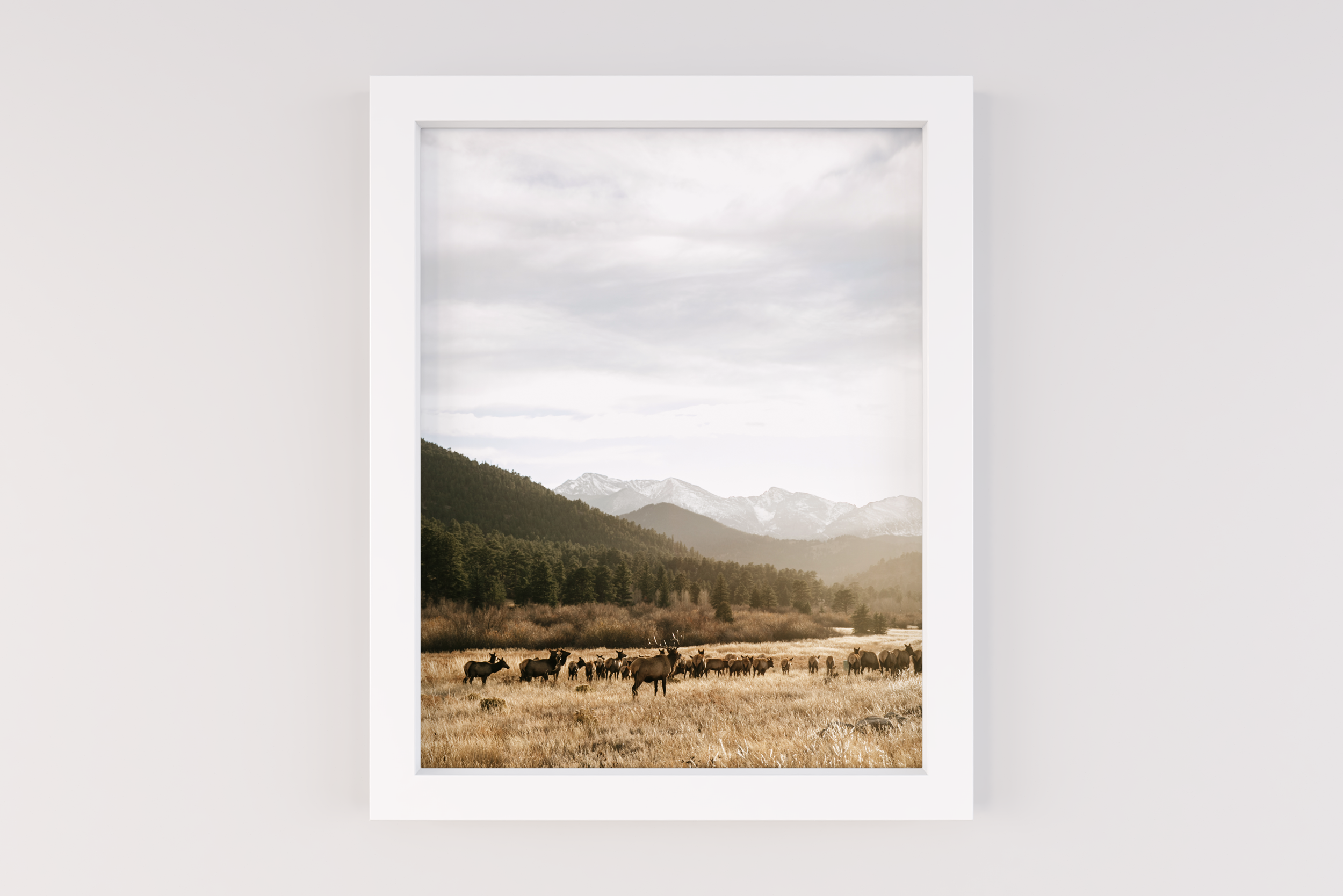 "Elk in Autumn" (Estes Park, Colorado)