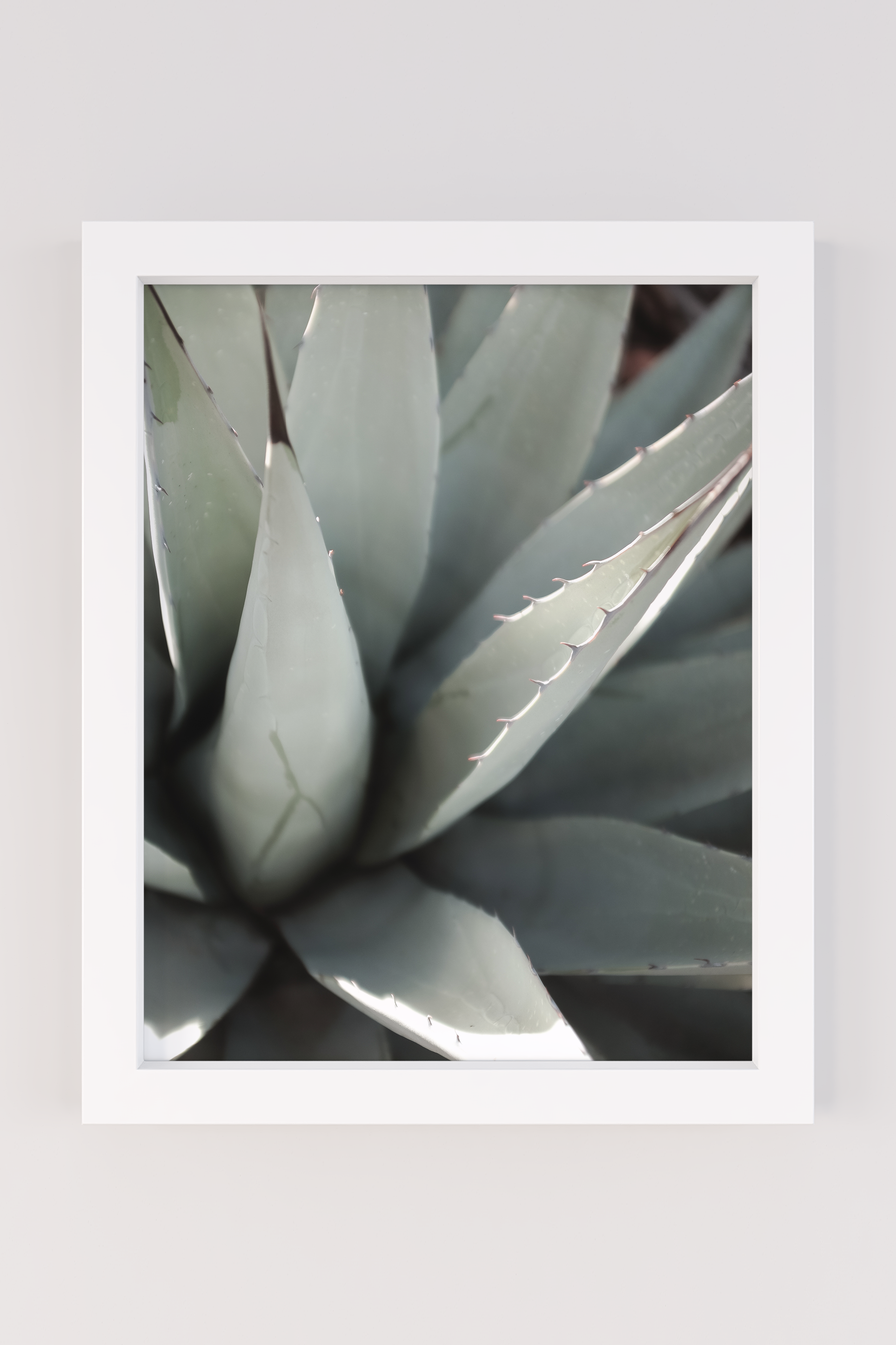 arizona_cactus_edit_2.png