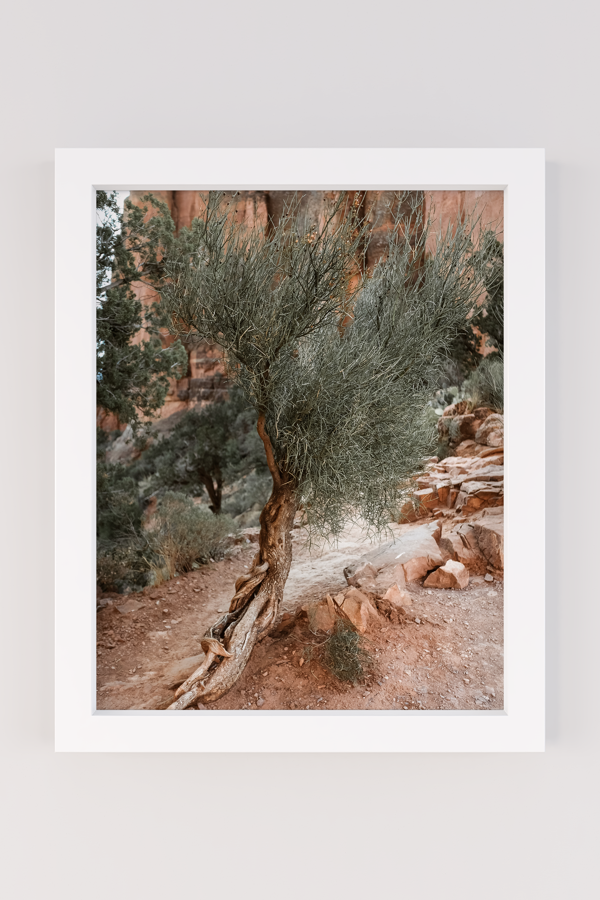arizona_tree_edit.png