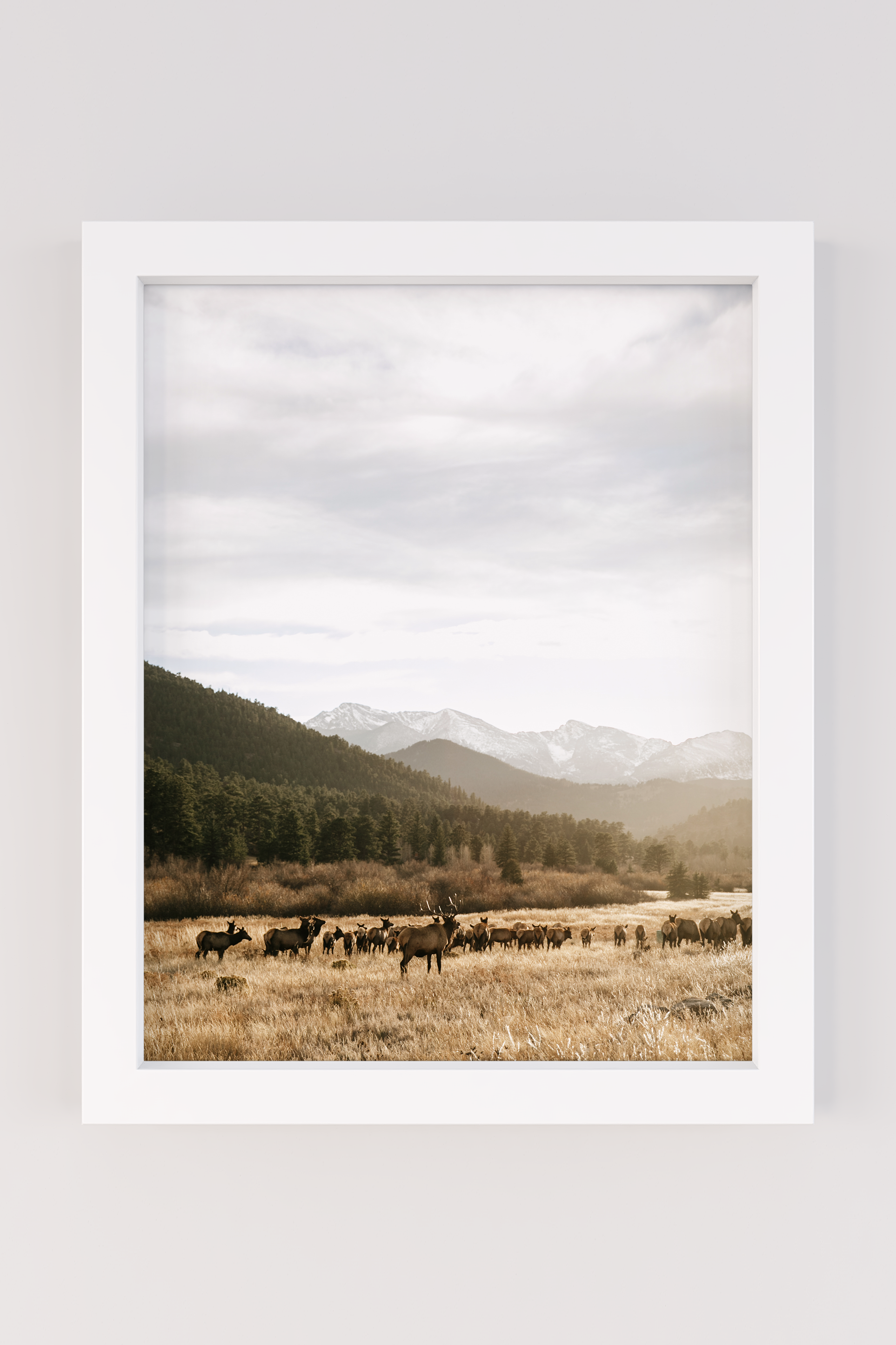 colorado_elk_edit.png