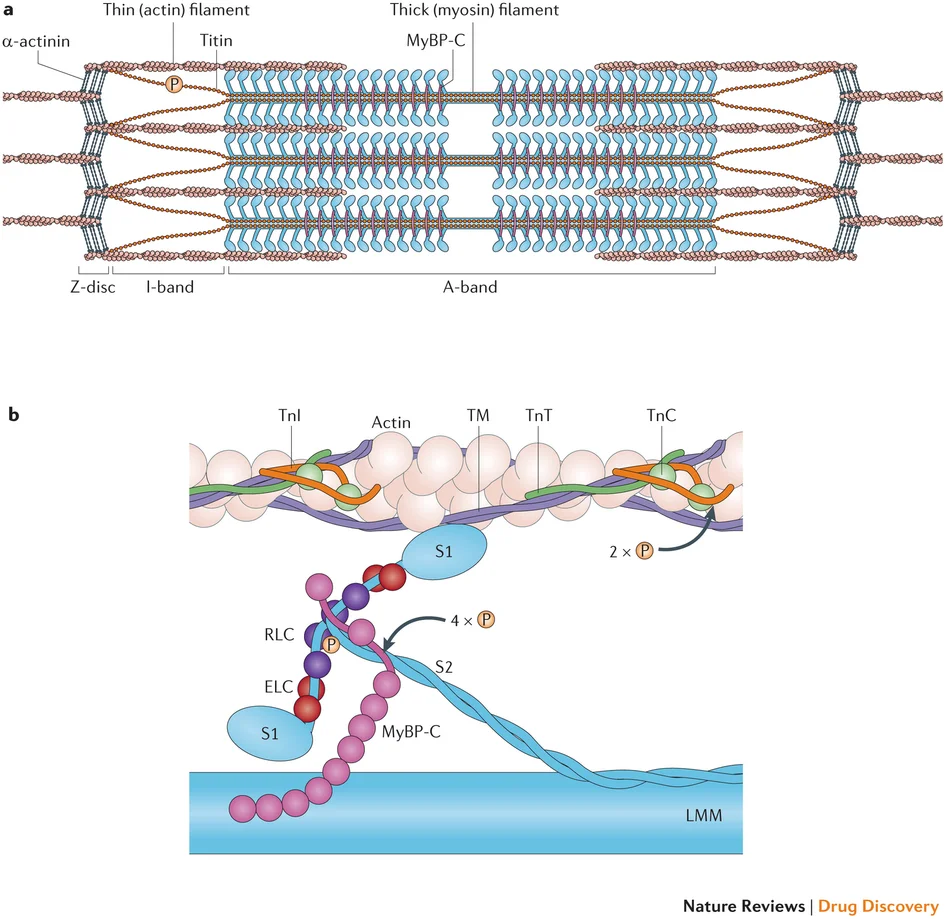 Why is that muscle so tight? We often think of neurological reasons (increased facilitation of the agonist, decreased reciprocal inhibition of the antagonist, increase gamma drive, etc), but how about the series elastic element (ie the connective tissue)? Or perhaps the sarcomere (individual contractile unit of the muscle)? How can we fix that? It is easier than you thought! An oldie but a goodie. A great FREE FULL TEXT paper on sarcomere loss and how to prevent it. Yep, would you have guessed static stretching? Yes, this study was on mice and it seems plausible that it would be applicable to humans as well. “When muscle is immobilised in a shortened position there is both a reduction in muscle fibre length due to a loss of serial sarcomeres and a remodelling of the intramuscular connective tissue, leading to increased muscle stiffness. Such changes are likely to produce many of the muscle contractures seen by clinicians, who find that such muscles cannot be passively extended to the full length, which normal joint motion should allow, without the production of muscle pain or injury. …These experiments show that in addition to preventing the remodelling of the intramuscular connective tissue component daily periods of stretch of ½ h or more also prevent the loss ofserial sarcomeres which occurs in mouse soleus muscles immobilised in the shortened position.” http://www.ncbi.nlm.nih.gov/pmc/articles/PMC1004076/pdf/annrheumd00439-0044.pdf link to full text: http://www.ncbi.nlm.nih.gov/pmc/articles/PMC1004076/pdf/annrheumd00439-0044.pdf