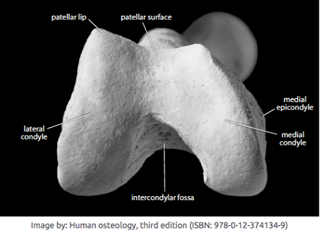 “Due to the shape of the condyles and the menisci, and the location of ligaments of and muscles acting on the knee, the joint rotation axis is located medially in the knee joint. This also in part explains why the lateral condyle and meniscus are more mobile. Maximum extension of the knee is caused by these factors and the “screw home” mechanism of the cruciate ligaments. The popliteal muscle is connected with the lateral meniscus and the caput fibulae: it locks the knee joint in and unlocks the knee joint out of its maximum extension. Moreover, it plays an important role for proprioception in the knee joint and is known to cause posterolateral knee pain. ” from: http://www.anatomy-physiotherapy.com/…/94-test-your-knowled…