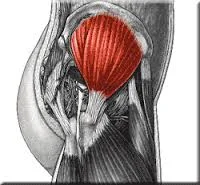 The mighty Gluteus Medius, in all its glory! Perhaps the delayed action of the gluteus medius allows an adductory moment of the pelvis, moving the center of gravity medially. This could conceivably place additional stress on the achilles tendon (via the lateral gastroc) to create more eversion of the foot from midstance on “The results of the study demonstrate altered neuromuscular control of the GMED and GMED in runners with Achilles Tendonitis. During running, GMED typically activates before heel strike so as to stabilize the hip and the pelvis. In runners with Achilles Tendonitis, GMED is activated with a delay, which consequently might affect the kinematics of knee and ankle resulting in rear foot inversion. Similarly, GMAX is activated with a delay and for a shorter duration in runners with Achilles Tendonitis. GMAX is the primary hip extensor and via a kinetic chain, a decreased hip extension moment might be compensated by an increased ankle plantarflexion moment which could potentially increase the load on the Achilles tendon.” Franettovich Smith MM1, Honeywill C, Wyndow N, Crossley KM, Creaby MW. : Neuromotor control of gluteal muscles in runners with achilles tendinopathy. Med Sci Sports Exerc. 2014 Mar;46(3):594-9.