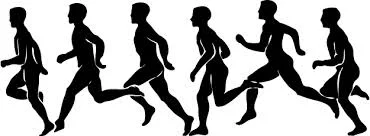 Heads up!
Remember that song “Hold Your Head Up” by the British band “Argent” in 1972? Ok, maybe not, but the principle is very important to runners and sprinters, so lets talk about it a bit. We are wired to maintain our visual axes parallel to the horizon. This involves a series of joint and muscle mechanoreceptors in the neck (for a review of joint mechanoreceptors, click here, muscle mechanoreceptors, click here). These muscle and joint mecanoreceptors receptors, through connections in the midbrain (or mesencephalon as we neuro geeks like to call it) and pons, interact with the vestibular system to keep our head (and our bodies) upright, by firing our extensor muscles.
Berta Bobath, physiotherapist, wrote a great book in 1965 entitled “Abnormal Postural Reflex Activity Caused By Brain Lesions”. In it she describes, among many things, reflexes involving the cervical spine and correlating them to motor function. One of these is the cervical extensor reflex. To explain this reflex, think of a dog sitting to get a treat. As he looks up while sitting down he has to extend his head, extend his front legs and fires all the axial extensor muscles associated with performing this action. The opposite would also happen, but with the flexors, if he were to bend forward to take a drink; fire front flexors and rear extensors to bend down. There are many more reflexes (tonic neck, cervcio ocular, etc) that could be the subject of another post.
As we have learned from the principle of facilitation (see recent post here), when we fire pur extensors, we fire into the extensor pool, and as a result, ALL extensors get to benefit. The advantage of the receptors in the cervial spine is that the upper four fire DIRECTLY into the flocculo nodular lobe of the cerebellum, and thus have a PROFOUND EFFECT on extensor tone in general.
So, if you want to go faster, why not hold your head up and FIRE YOUR EXTENSORS MORE? Hmmm….Where have you heard this before?
Another magic bullet, courtesy of your built in neurology, we are sharing with you so you and your clients, patients and friends can be better at what they do
The Gait Guys. Stretching your neurology on a daily basis.