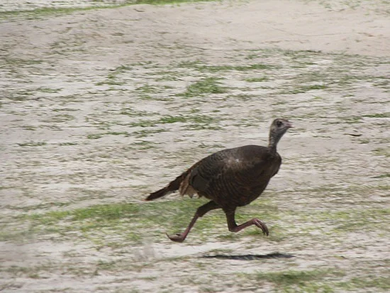 Turkey Training:
“A spooked turkey can run at speeds up to 20 miles per hour. They can also burst into flight approaching speeds between 50-55 mph in a matter of seconds.”
http://thanksgiving.aristotle.net/turkey-facts
The Gait Guys Response: Well of course they can. Look at hat hip extension! Wow, they must have some Creatine Phosphate stores!
Have a great bird, everyone!
Ivo and Shawn