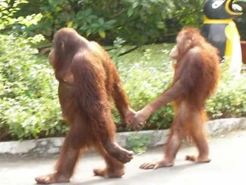 Gait and Ovulation…A sexier saunter…
Welcome to Monday morning folks. Here’s something to get you going for the week. Nope, not a post about orangutans, but even BETTER!
Remember, you probably saw it here 1st. You always wondered (at least we did) why women walk differently around the time of ovulation (yes, they REALLY do) , and now here’s the proof. A recent article in Gait and Posture confirms that women walk slower and with what is judged to be a “sexier” gait around ovulation (Go Zsa Zsa Gabor!), which is believed to reinforce their attractiveness and make them more likely to be noticed and attract a partner.
We knew there was a reason we liked gait so much…..
I vo and Shawn. Bald. Middle aged…Good looking…The Gait Guys