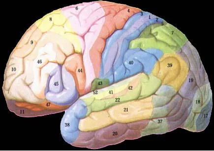 Emulation as an Integrating Principle for Cognition
What you think, and what you think about matters…
More fodder for motor planning and other cortical activities. This article talks about what the movie “ What the Bleep Do We Know” is all about; what you think can effect the outcome, but this article is focused on you and your actions, rather than the world around us.
This goes for gait retraining, rehab and a host of other things you may be trying to accomplish (even beyond the world of gait, if you can believe such a world exists!)
What you do matters bascially. And when you do it right, there is neurologic reinforcement of those motor behaviours. And when you do it wrong, meaning you cheat or compensate, there is neurologic reinforcement of those motor behaviours as well.
We often hear it is better to do something right the first time than to have to do it truly properly a second time. There is far more to it than correcting your ways. Now you have to rewrite another motor pattern, while the old one remains stored waiting for you to cheat or take a short cut the next time.
If something is worth doing, do it right the first time. This goes for gait and running form retraining. This is why running form is such a big business these days, so many have been running incorrectly, emulating improper motor patterns.
When Nike said “Just do it”…….we think they meant, “Just do it right.”
The Gait Guys
Emulation as an Integrating Principle for Cognition
Front Hum Neurosci. 2011; 5 : 54.
Published online 2011 May 27. doi: 10.3389/fnhum.2011.00054
Abstract
Emulations, defined as ongoing internal representations of potential actions and the futures those actions are expected to produce, play a critical role in directing human bodily activities. Studies of gross motor behavior, perception, allocation of attention, response to errors, interoception, and homeostatic activities, and higher cognitive reasoning suggest that the proper execution of all these functions relies on emulations. Further evidence supports the notion that reinforcement learning in humans is aimed at updating emulations, and that action selection occurs via the advancement of preferred emulations toward realization of their action and environmental prediction. Emulations are hypothesized to exist as distributed active networks of neurons in cortical and sub-cortical structures. This manuscript ties together previously unrelated theories of the role of prediction in different aspects of human information processing to create an integrated framework for cognition.