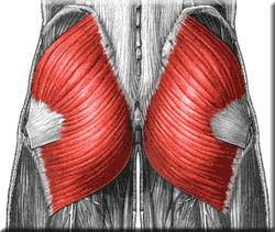 Gait: When is the last time you used the swear words “closed kinetic chain” ? How well do you understand your Gluteus Maximus ?
These are just some fragmented, early morning, mental ramblings about the genius of the body. We are sure to follow up with more glute talk in time.
When the foot is engaged with the ground one of the major functions of the gluteus maximus is to draw the pelvis into posterior rotation (with some assistance of some other regional muscles of course). The pelvis is extending on the femur through the hip joint axis. If the foot is off the ground one would call this hip extension. But when the foot is on the ground, it is still hip extension, however our mental reference must change. This motion we have described, when the foot has purchase on the ground, is what happens when we return upwards from a squatted position (see ! it is still hip extension). You may find it a brain twister to look at the qluteus maximus also as a rotator of the pelvis away from your foot progression direction. Meaning, we think of the gluteus maximus also as an external rotation generator but when the foot is ground engaged contraction of the G. Max spins our pelvis (and connected torso) away.
Go ahead, stand on your right foot and contract your glute maximus. Which way does your body rotate ?
So, when contracted, if the right foot is on the ground the body pelvis-torso will spin to the left.
So, how do we use our glutes to help us move forward ?
Well, this is a complicated chain of events and this was not the purpose of our ramblings today. This muscle does not work in isolation. Might we just say that there is an opposite swing leg moving forward into flexion which helps to redirect that spin into a sagital progression. Go ahead, stand on that right foot again, contract the glute maximus and note the left rotation, but now add the left forward hip flexion placing the left foot into forward progression. Do you feel that torque and compression through the right hip, core and spine ? Do you have enough core strength to not prostitute the pelvic neutral posturing ? Did you drop into an anterior pelvis tilt (APT) ? Go ahead now, add the anti-phasic motion of contralateral arm swing just to add some more complex rotation to the picture. Are bells and whistles going off about some of your clients problems ? You might want to go back and re-read our work on Arm-Leg swing now. (click here). We plan to build on these concepts in the very near future ….. keep up with us, be ready !
There was alot going on here in what we just did. More on this another day, time to go put this gait stuff to our Friday patients. That is right, we just don’t talk about this stuff, we live it. Remember, unless your patients, clients and athletes wheeled themselves into your facility …… they walked in via the gait cycle. Know your stuff.
Have a great weekend peeps
Shawn & Ivo