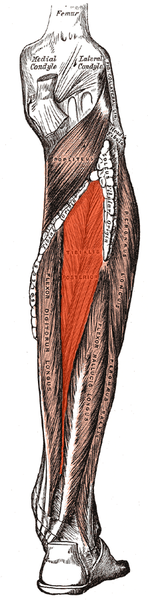148px-Tibialis_posterior.png