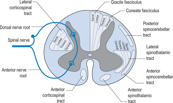 image credit: http://realtyconnect.me/spinal-cord-cross-section-tracts/background-information-musculoskeletal-key-within-spinal-cord-cross-section-tracts/