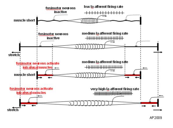 image source: https://en.wikipedia.org/wiki/File:Fusimotor_action.jpg