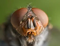 Cherry Fuit Fly.jpg