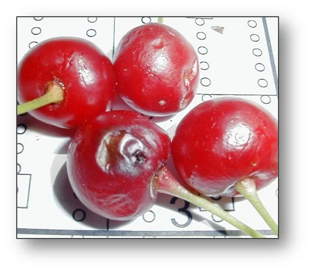 Cherry bugs.jpg