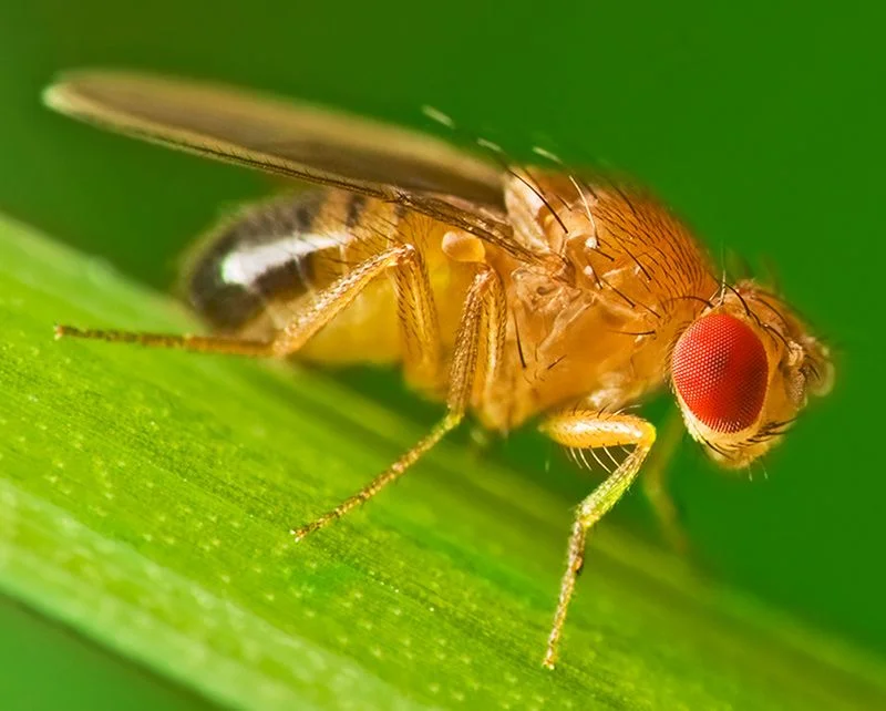 10-fruit fly.jpg