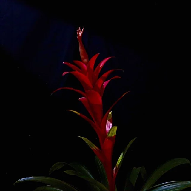 First single &lsquo;Creatures Of Light&rsquo; - August 1st 💡