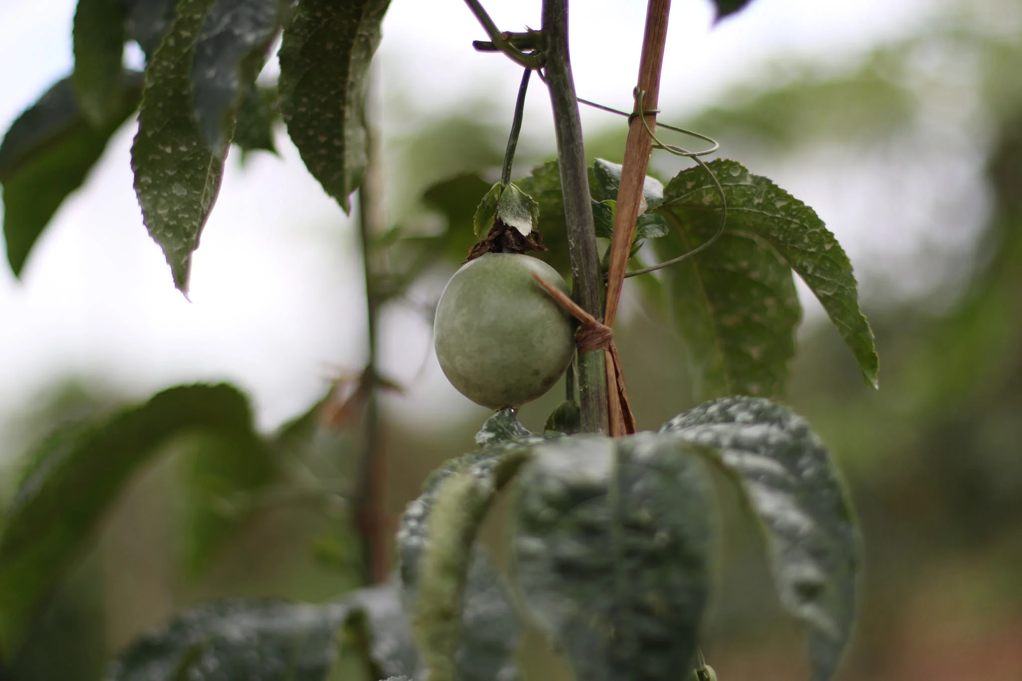 Eco-farming can solve hunger and climate crises, experts say