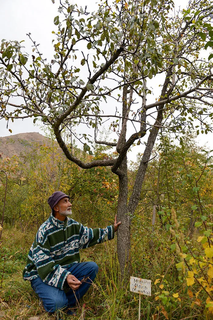 rasht-valley-miroslav-with-tree-no-2.jpg