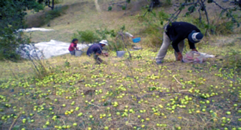 Rasht-Picking-up-apples-from-ground.jpg