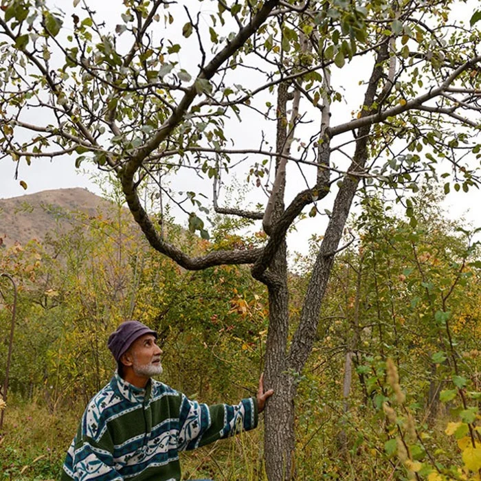 Protecting the 'centers of origin' of our food plants- Rasht Valley Apple Park, Tajikistan