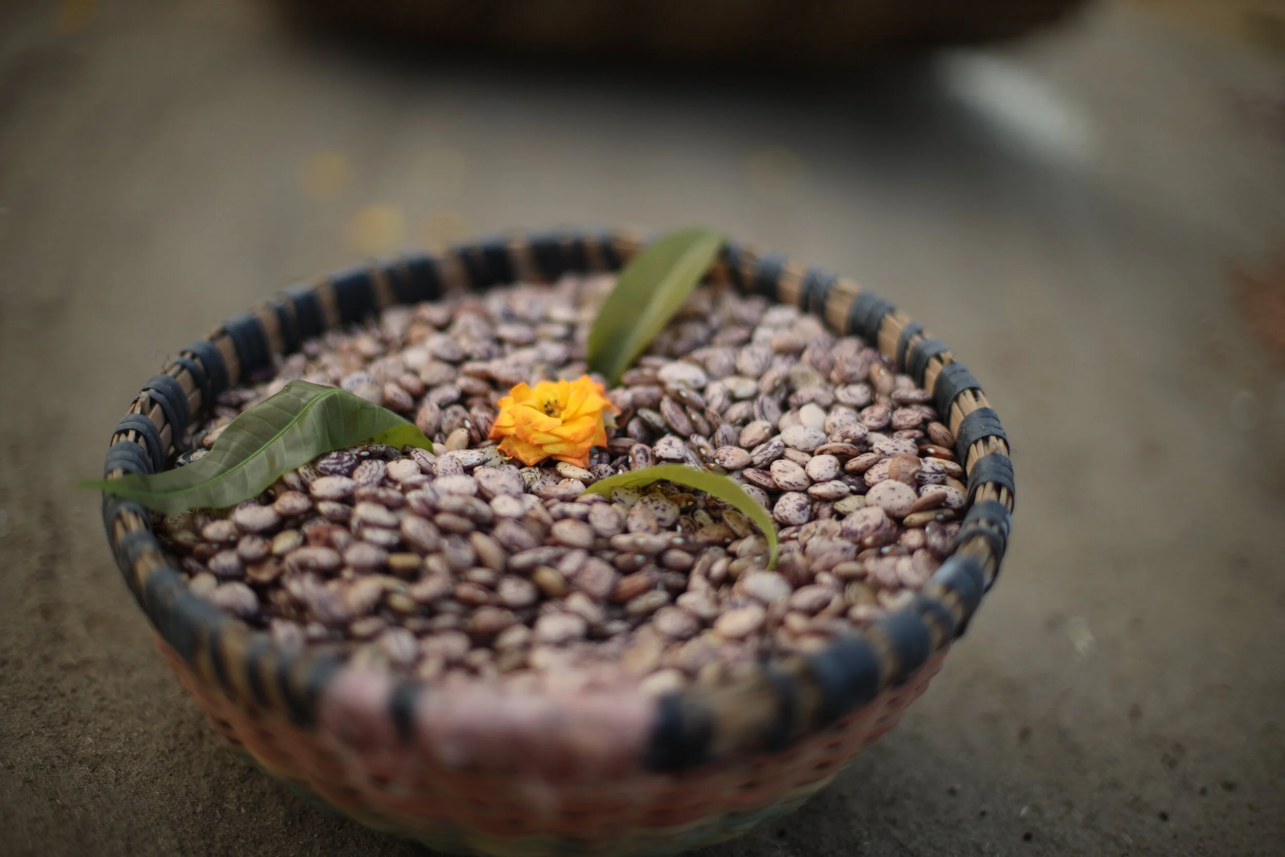  According to ETC Group,  three companies  control more than half of the global commercial market for seed, with Monsanto controlling more than a quarter of this share. “It is important for us to remember that at the heart of agroecology is diversity