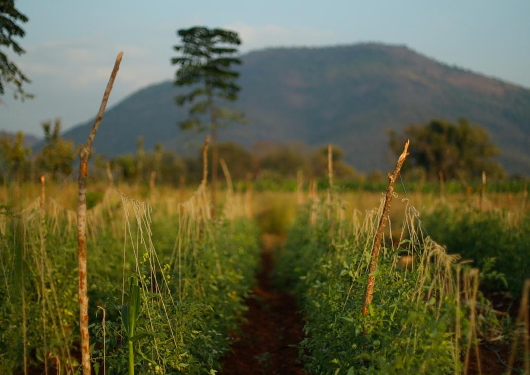 Professor Michel Pimbert, Executive Director of the Center for Agroecology, Water and Resilience at Coventry University, believes that agroecology is a counter-narrative to conventional industrial farming. Agroecology, he emphasized, focuses on eq