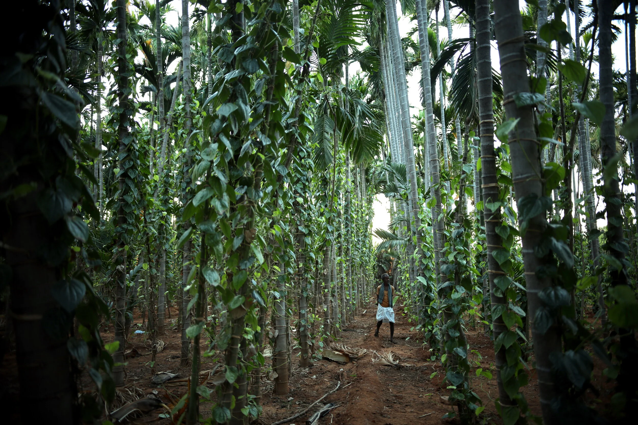  “Right now we have a soil emergency. Modern agriculture is causing climate change, accelerating deforestation and depleting our water resources. Those with the least carbon footprint will bear the burden,” said Vijay Kumar. “The farmer herself is a 