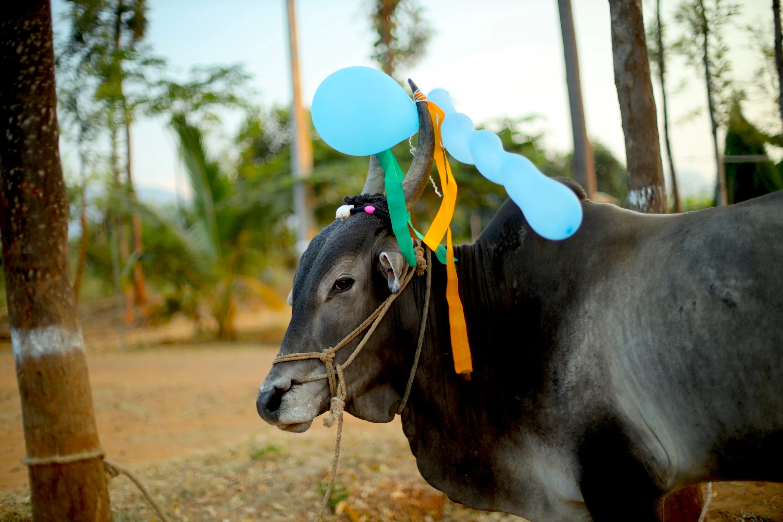 Indigenous cattle are prized by natural farmers, as they produces waste rich in beneficial microbes. 