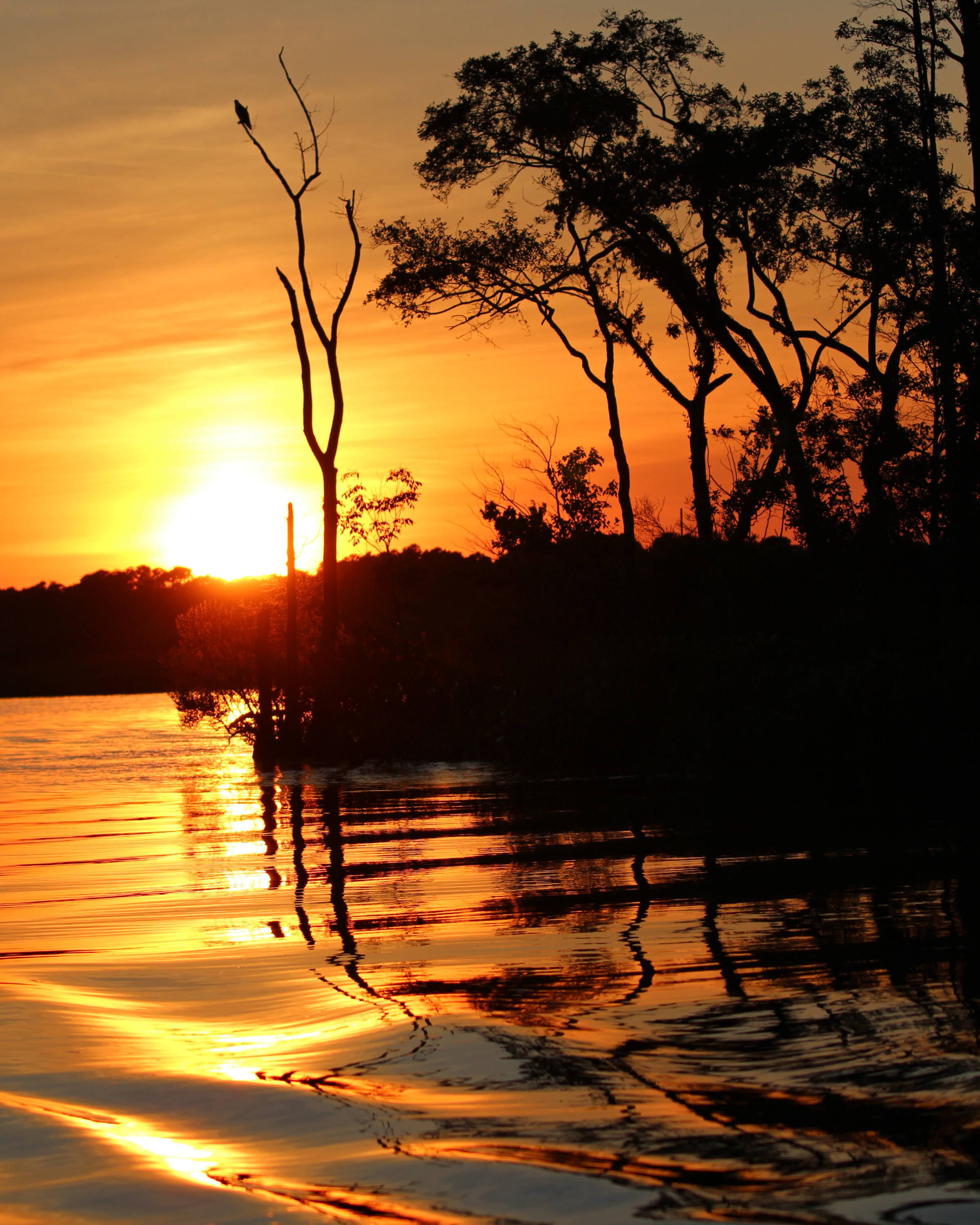 Watching Over the Wicomico