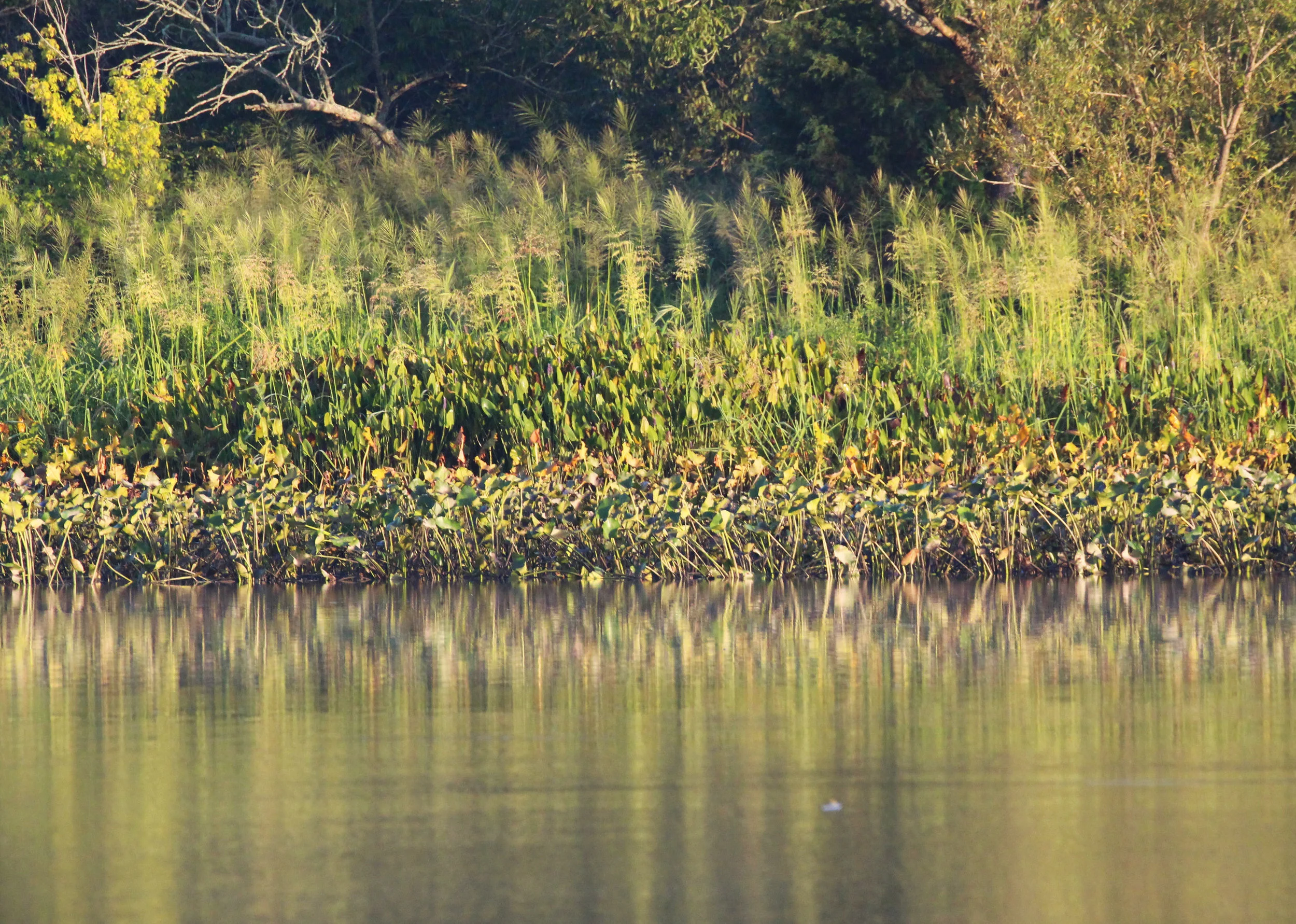 Early Fall