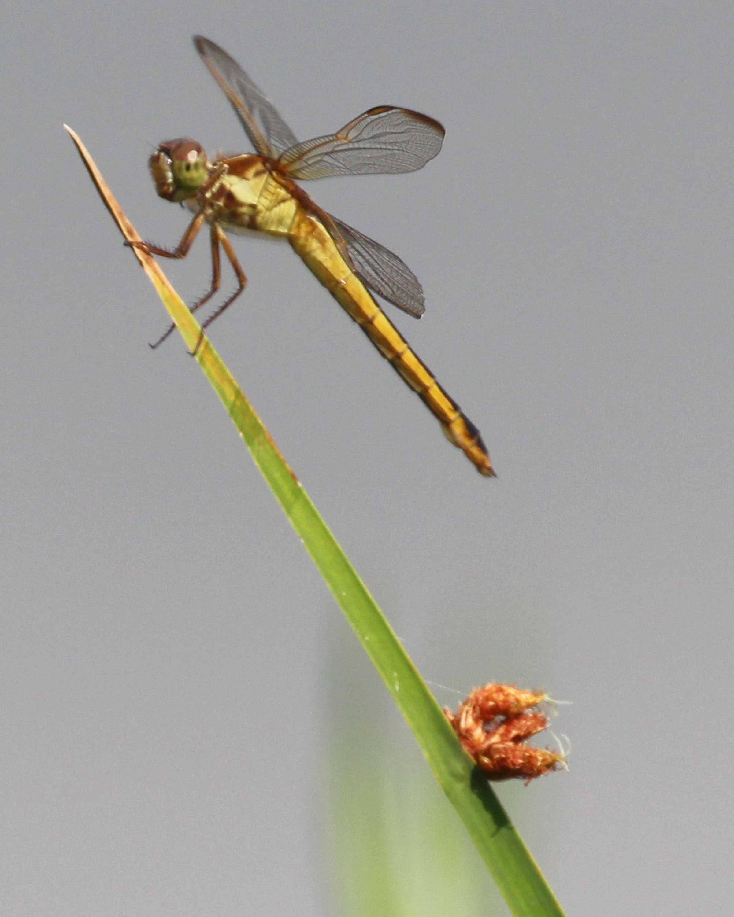 Messenger