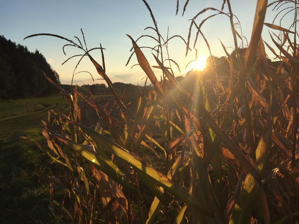 Maisfeld Im Herbst