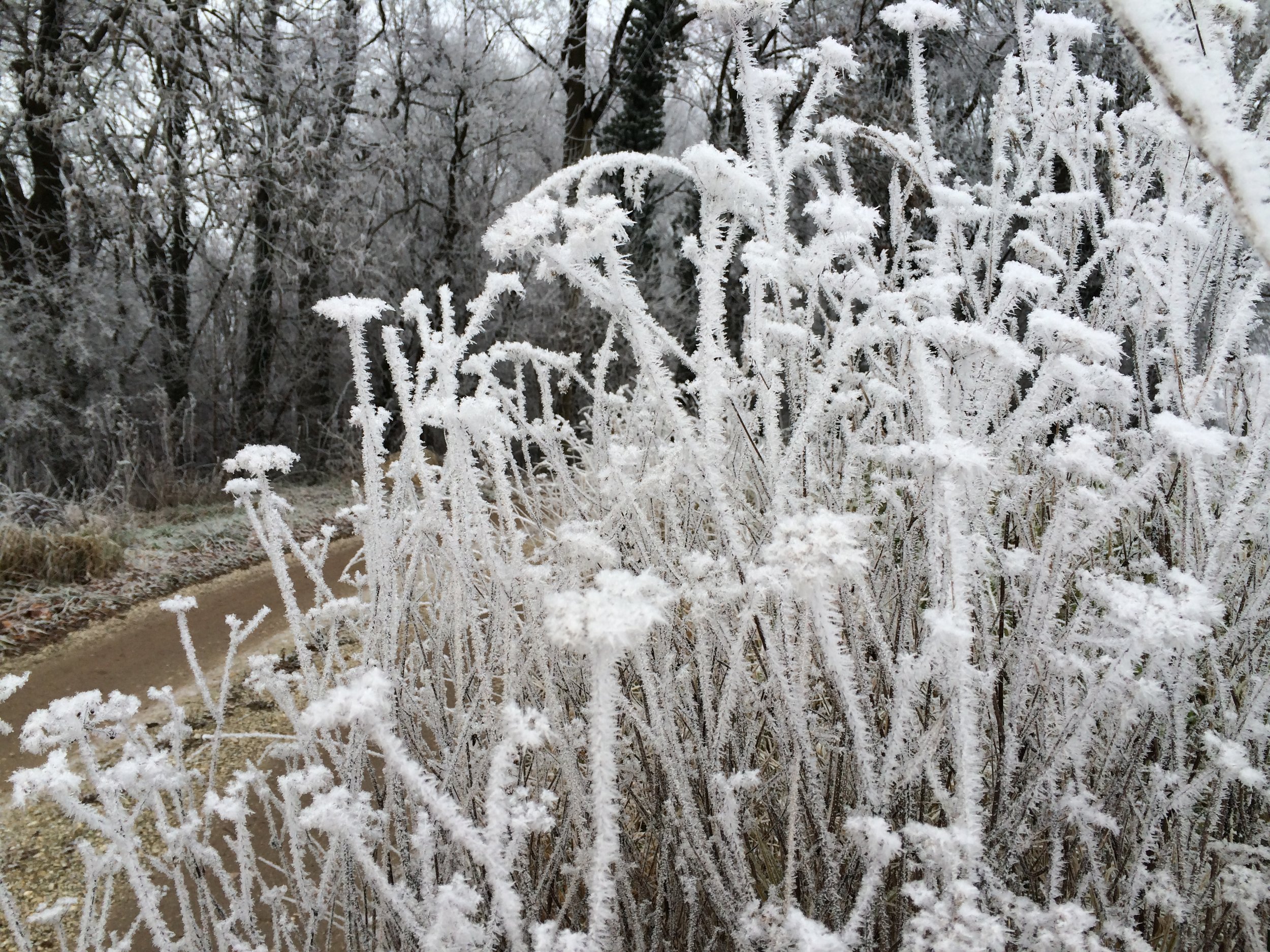 Frostblumen am Weg