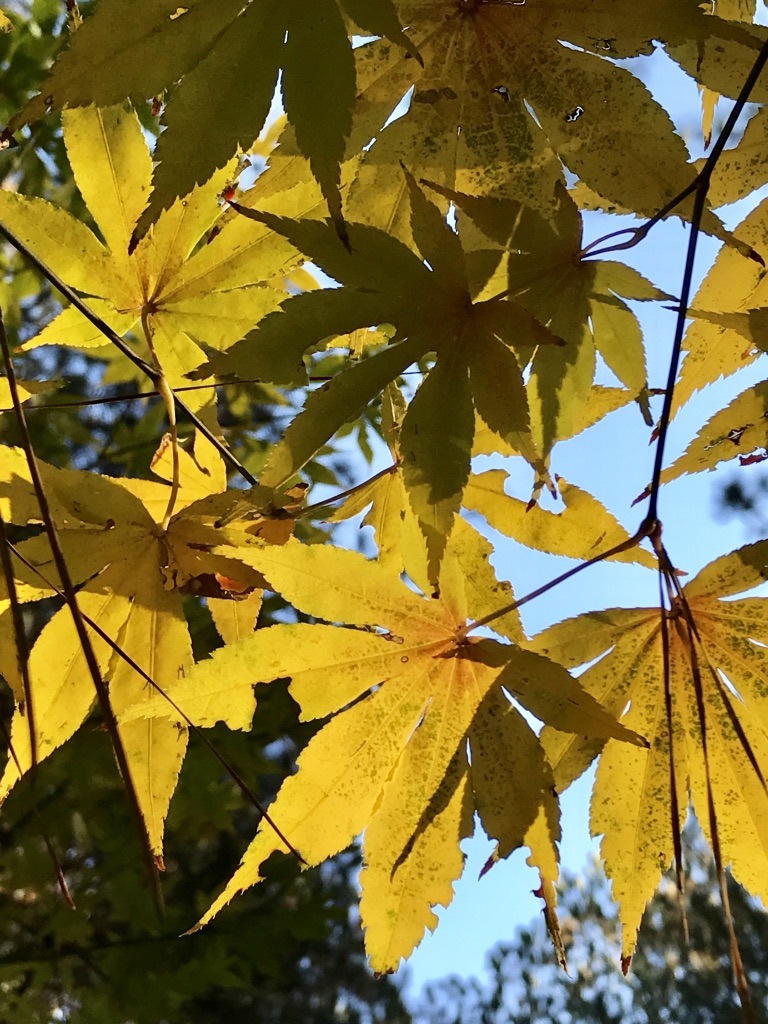 Yellow Maple I