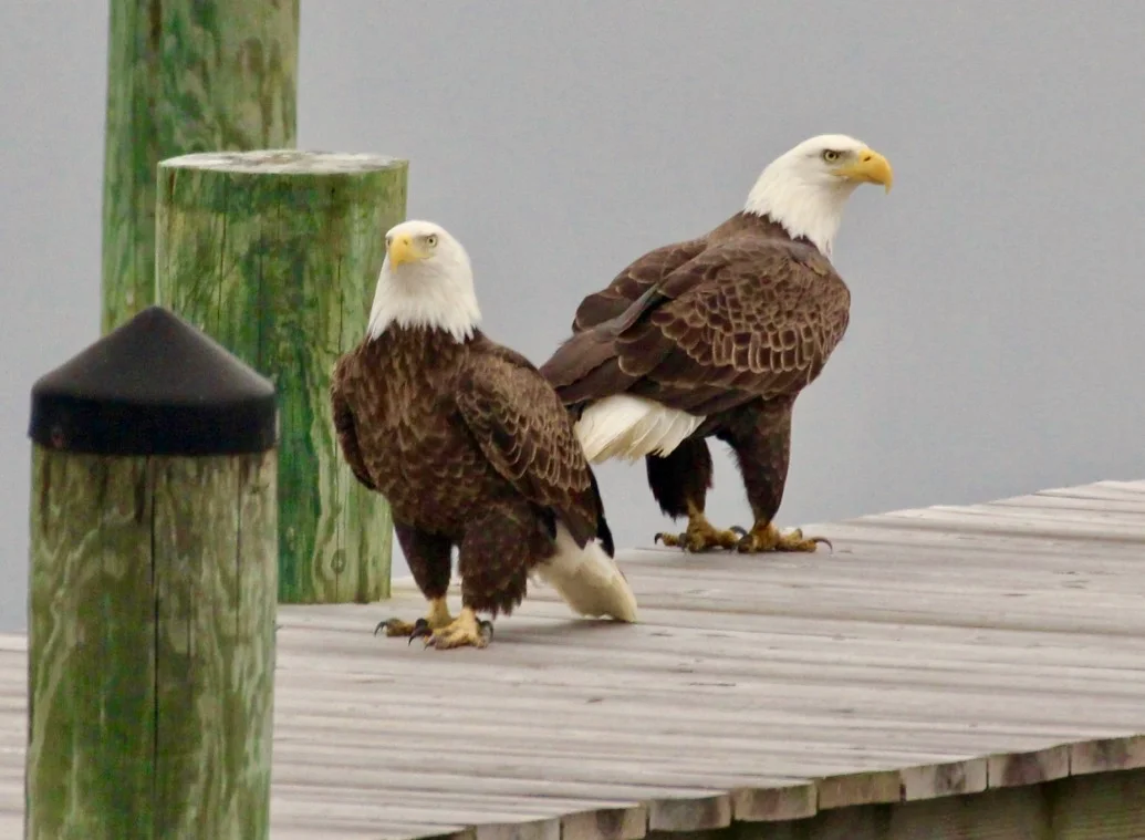 Visitors