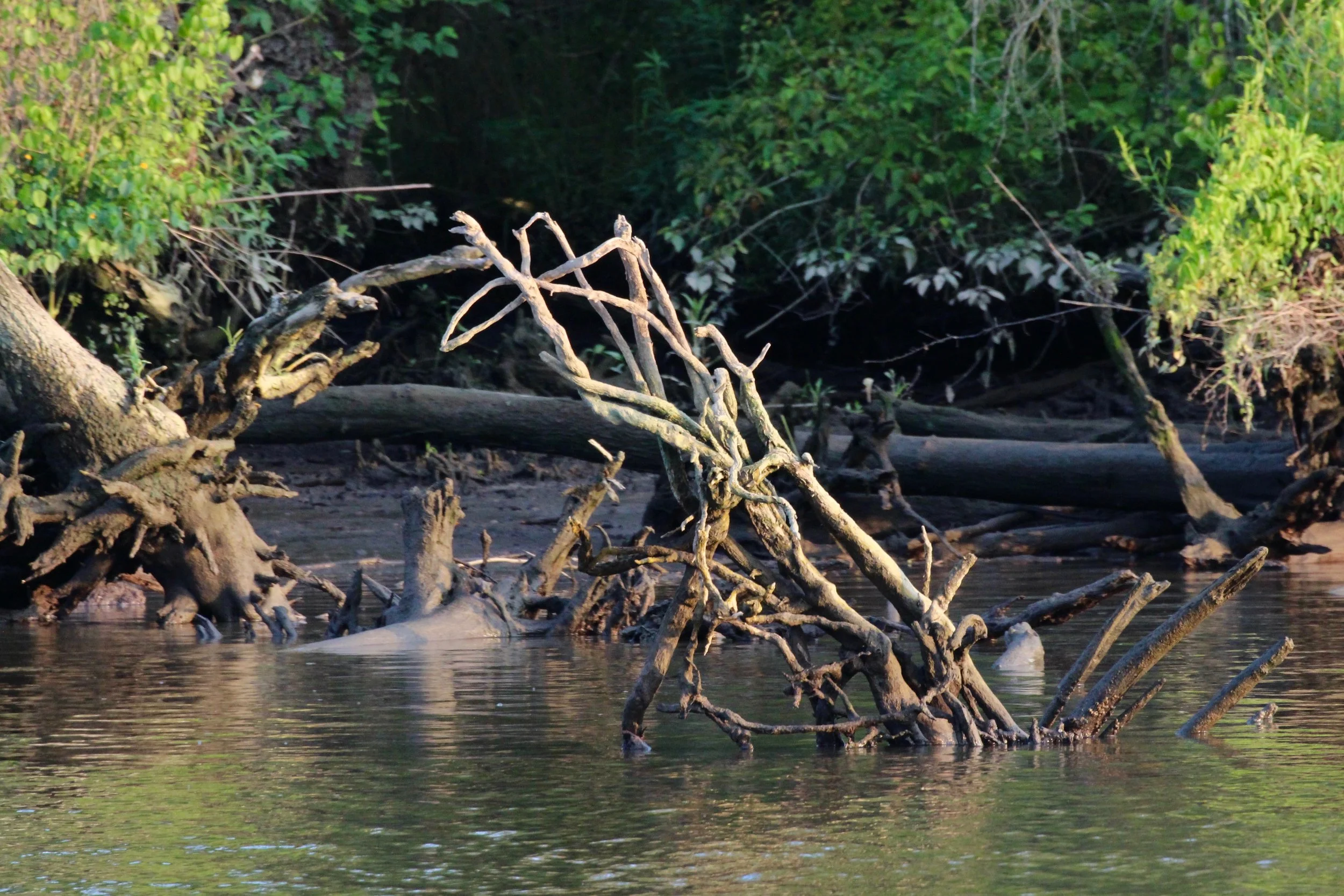 Wicomico Roots