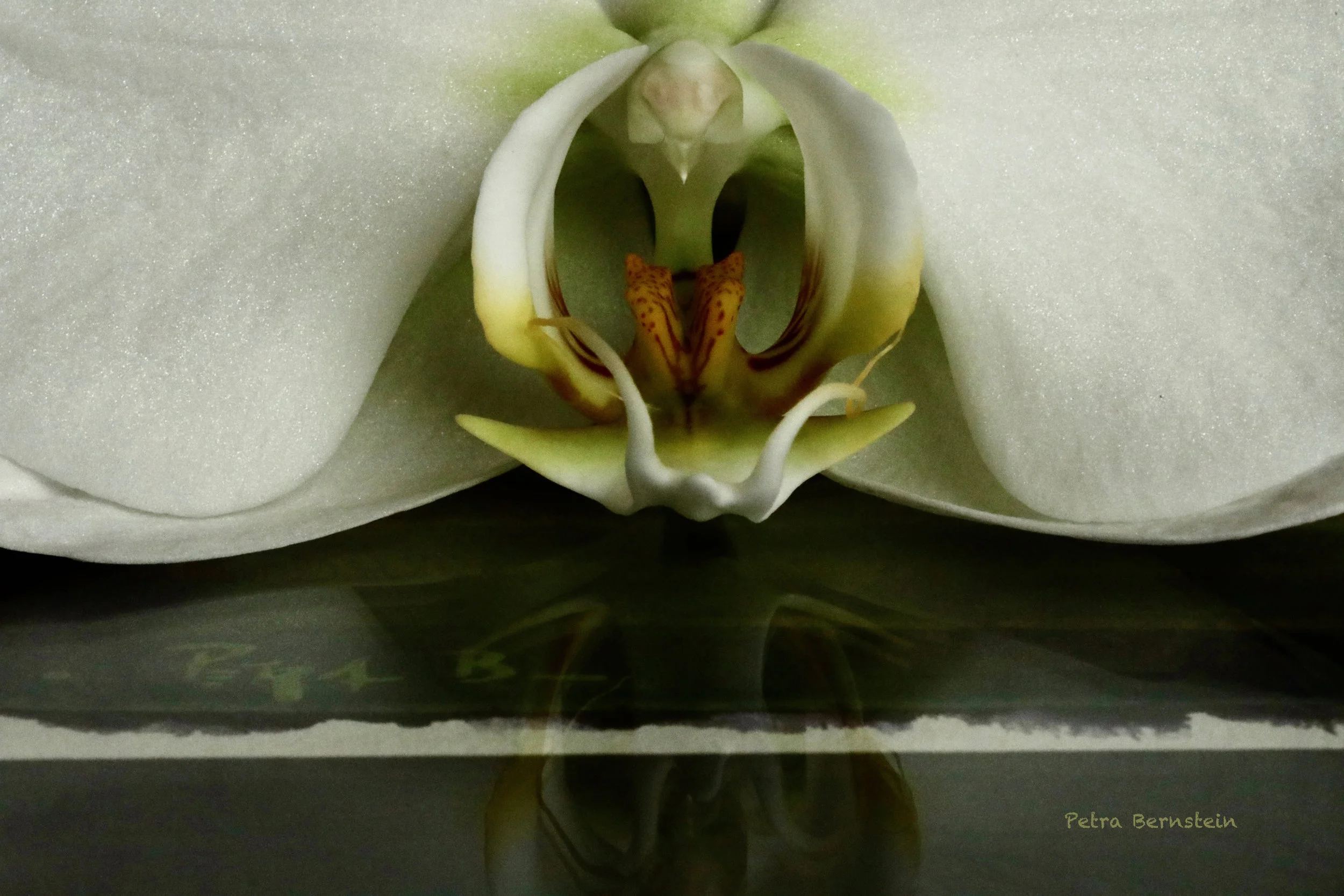 Orchid on "Rothko Remastered"
