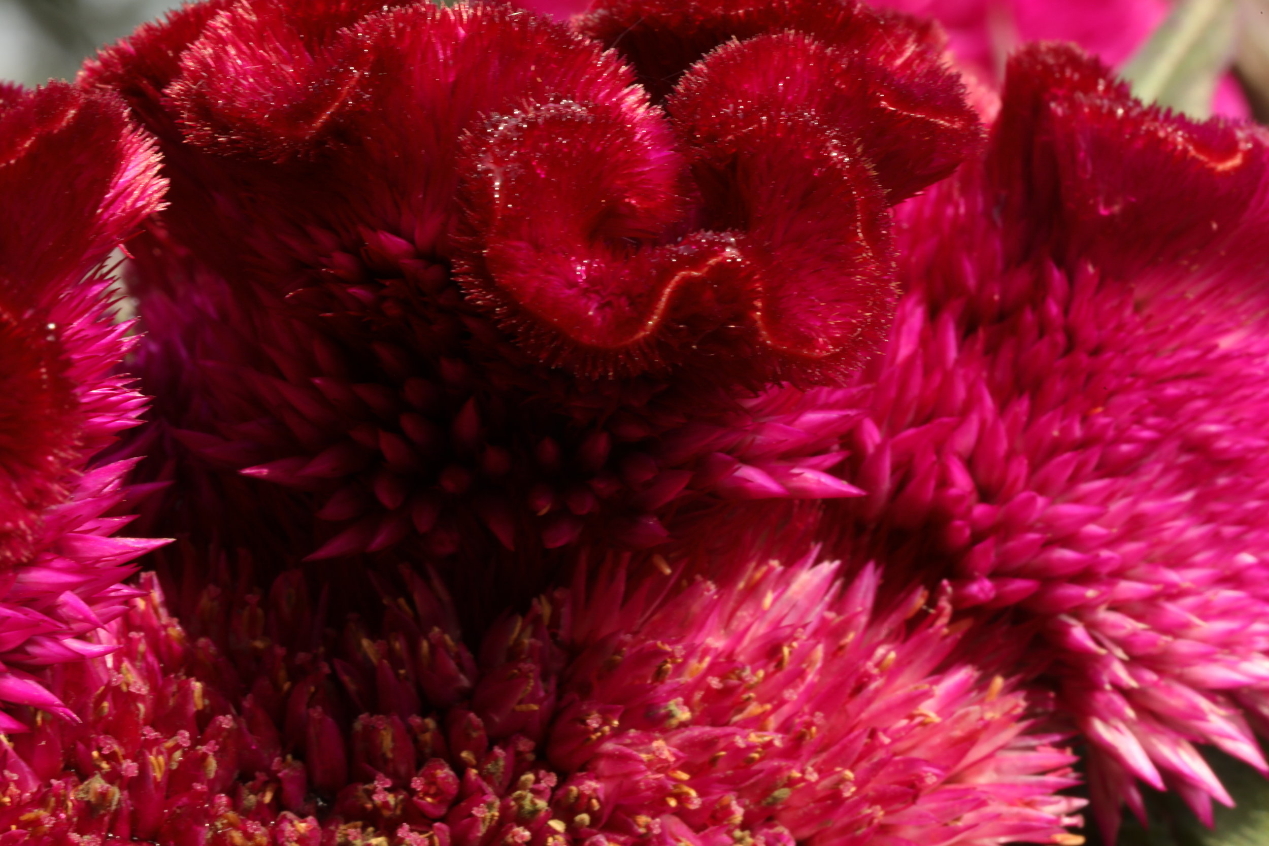 Red Coxcomb II