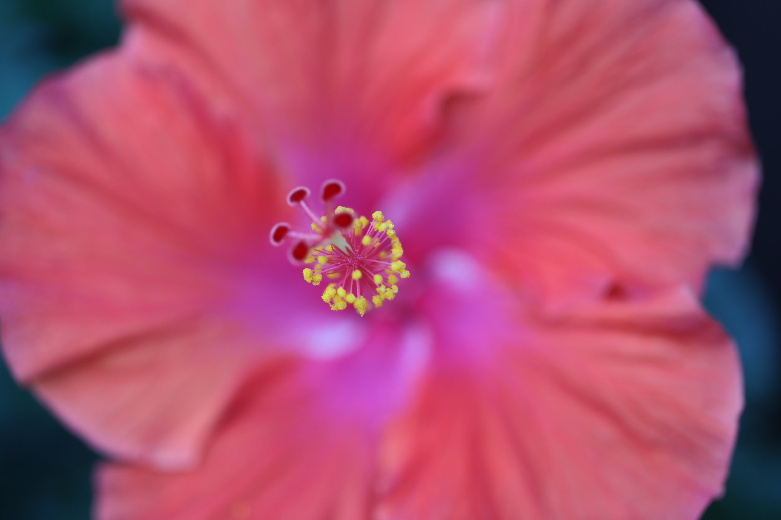 Hibiscus II