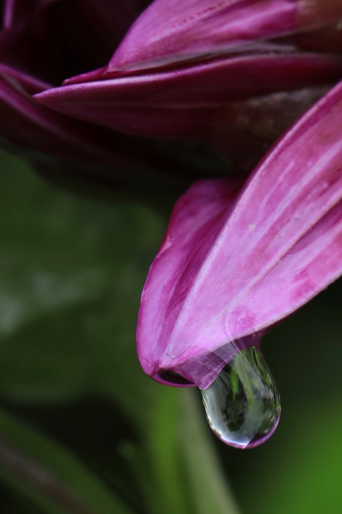 Magenta Raindrop