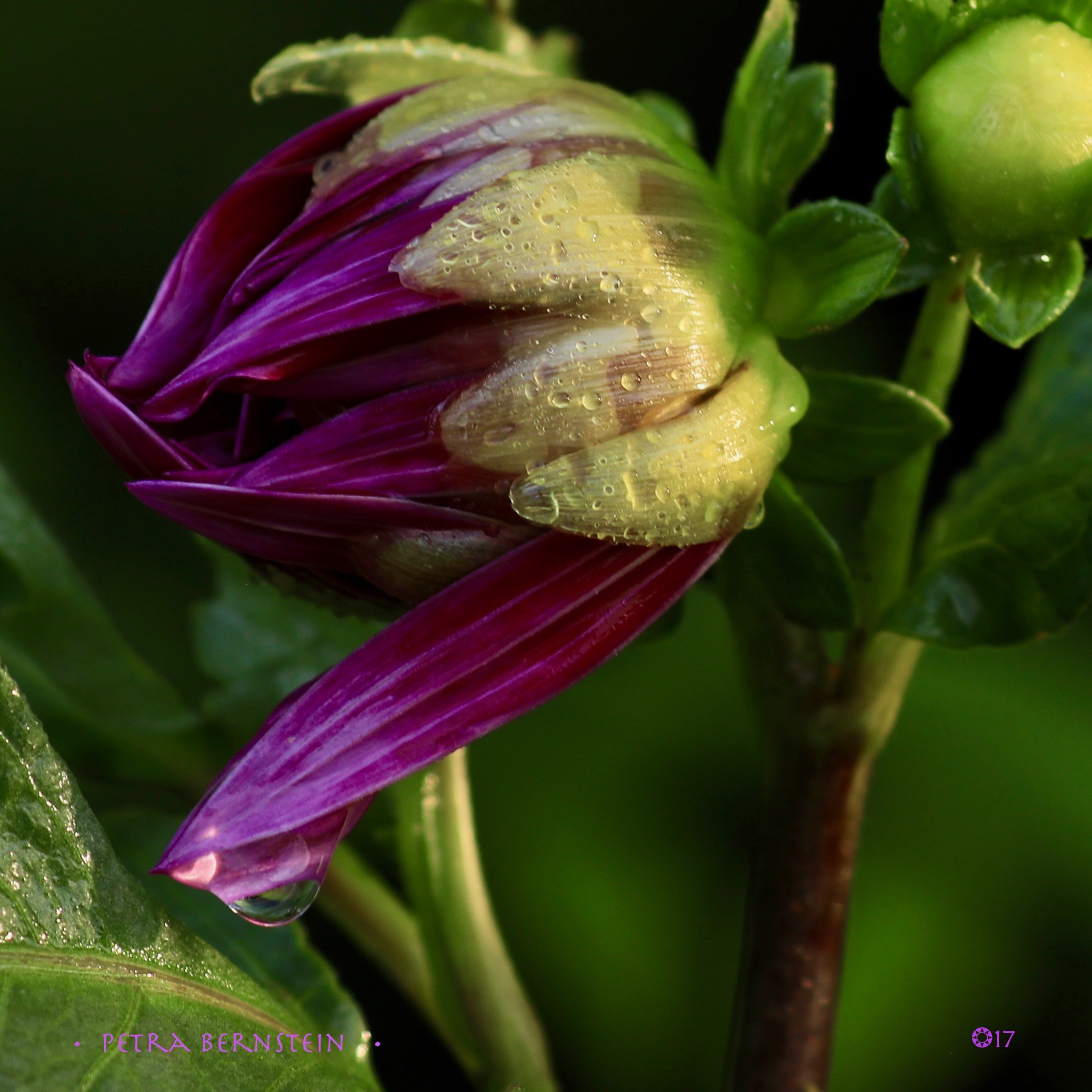 Dahlia on Monday