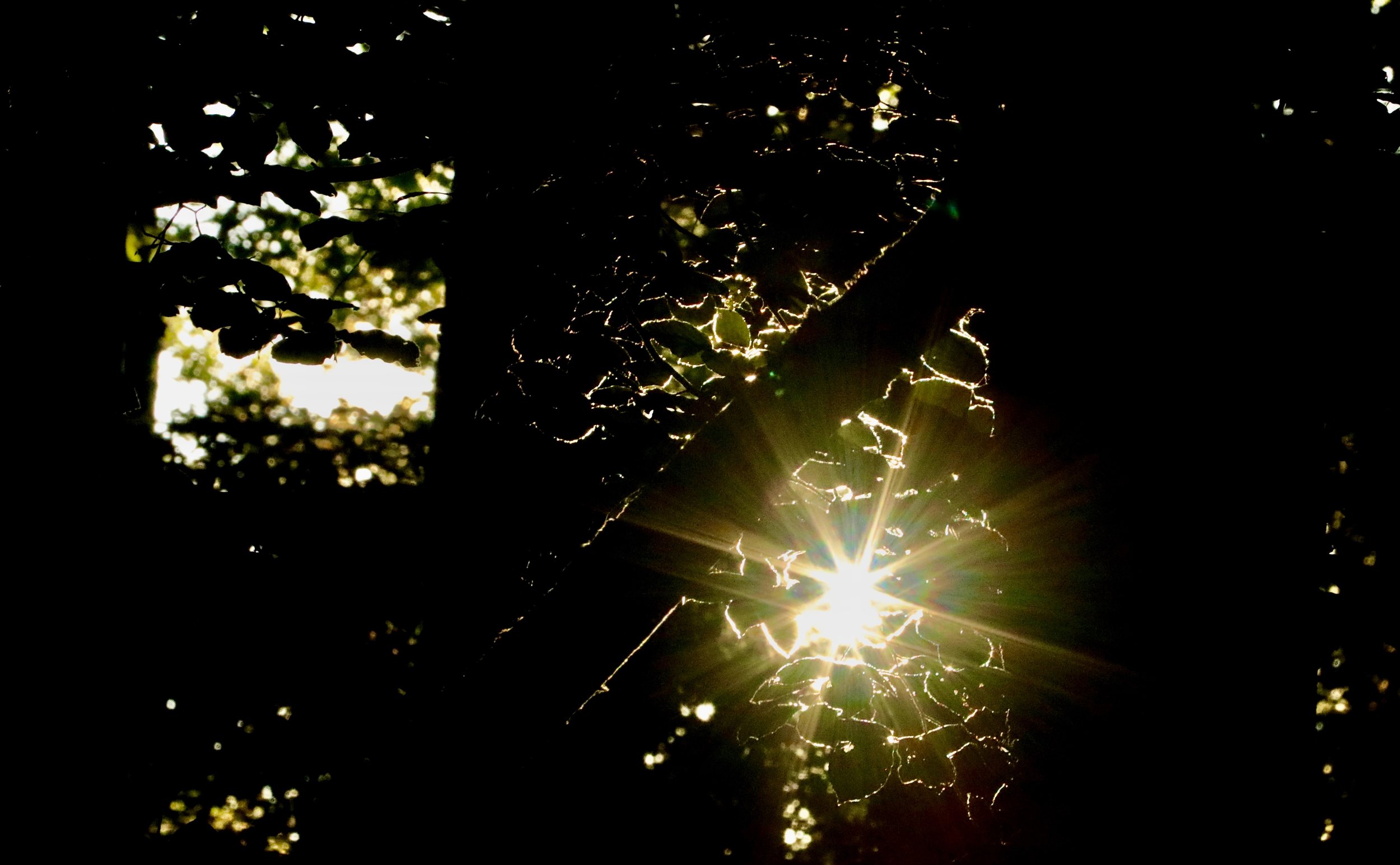 Abendsonne im Wald II