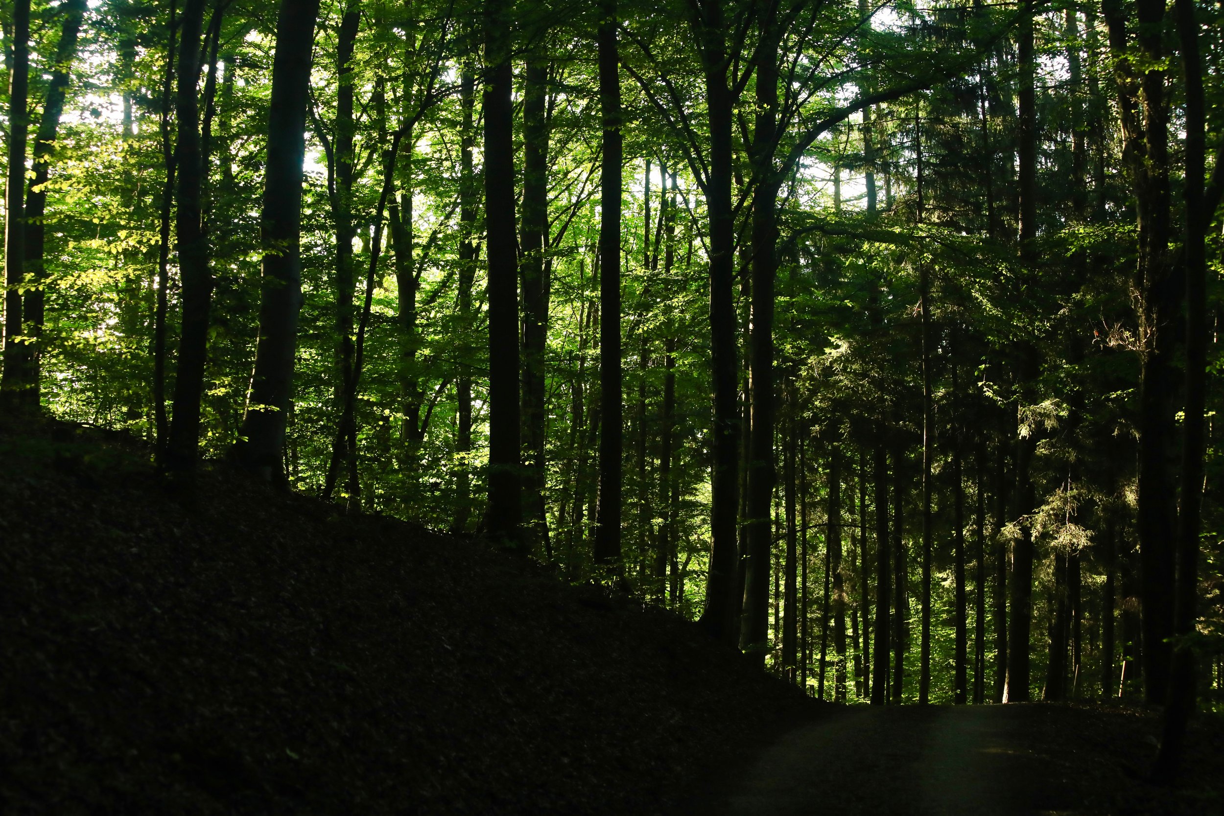 Grünes Licht im Wald